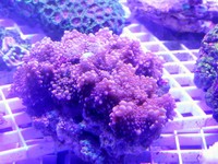 JUNE 2014 - Coral SPS / Softie frags and colonies. Mushrooms, xenias, ricordias etc...