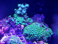 JUNE 2014 - Coral SPS / Softie frags and colonies. Mushrooms, xenias, ricordias etc...