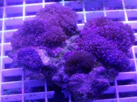 JUNE 2014 - Coral SPS / Softie frags and colonies. Mushrooms, xenias, ricordias etc...
