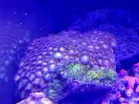 JUNE 2014 - Coral SPS / Softie frags and colonies. Mushrooms, xenias, ricordias etc...