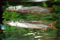 Tropical fish for sale. Plenty oddballs