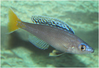 2 Males Cyprichromis leptosoma approx 4 inches-Leeds