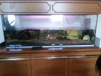 4ft tank and cabinet for sale