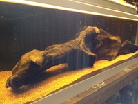 48in x 12in x 11in fish tank for sale. £50