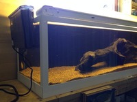 48in x 12in x 11in fish tank for sale. £50