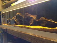 48in x 12in x 11in fish tank for sale. £50