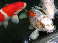 Cash Paid for Pondfish / Koi / Filters / Pumps etc