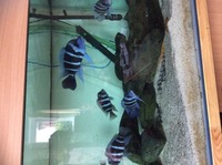 Huge 700 litre custom built tank