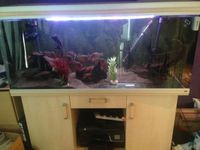 5x2x2 Rena Aquarium with 3 FX 5 filters and 12 Red Belly Piranahs