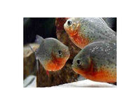 5x2x2 Rena Aquarium with 3 FX 5 filters and 12 Red Belly Piranahs