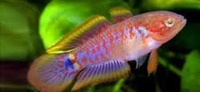 Lots of tropical fish for sale