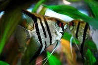 Lots of tropical fish for sale