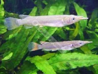 Lots of tropical fish for sale
