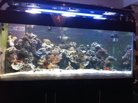 Marin fish tank 6ftx30inx30in