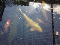 KOI CARP RARE COLLECTION 50 YEARS OLD