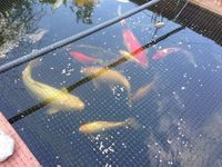 KOI CARP RARE COLLECTION 50 YEARS OLD