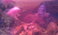 LOTS OF FISH AND STOCK THAT NEEDS TO GO URGENTLY