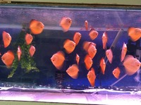 Discus for sale ,Birmingham from £12 each 2 inch upwards varoius strains