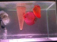 Discus for sale ,Birmingham from £12 each 2 inch upwards varoius strains
