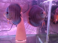 Discus for sale ,Birmingham from £12 each 2 inch upwards varoius strains