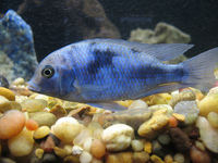 GROUP OF 17 LARGE BLUE DOLPHINS - GOOD PRICE - HEALTHY VIBRANT FISH - 11 LEFT NOW
