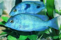 GROUP OF 17 LARGE BLUE DOLPHINS - GOOD PRICE - HEALTHY VIBRANT FISH - 11 LEFT NOW