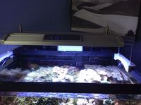 full marine set up with marine livestock