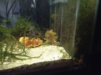 full marine set up with marine livestock