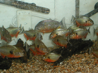 Pygocentrus Caribe Piranha - Arriving soon - limited stocks