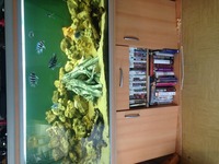 Rena 5ft complete setup with malawis