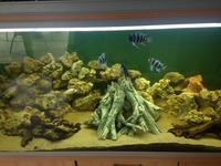 Rena 5ft complete setup with malawis