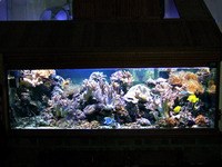 Mature Reef Tank Complete