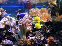 Mature Reef Tank Complete