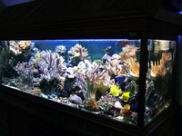 Mature Reef Tank Complete