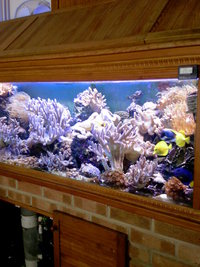 Mature Reef Tank Complete