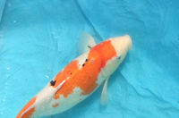 Koi carp assorted (between 35cm to 60cm) - £200 the lot