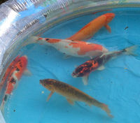 Koi carp assorted (between 35cm to 60cm) - £200 the lot