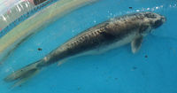 Koi carp assorted (between 35cm to 60cm) - £200 the lot