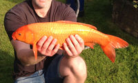 Koi carp assorted (between 35cm to 60cm) - £200 the lot