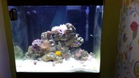 Red Sea Max 130 for sale - with marine livestock