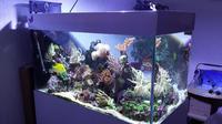 Marine Reef Tank 200l complete setup