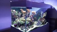 Marine Reef Tank 200l complete setup