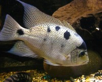 Washington aquatics new stock list
