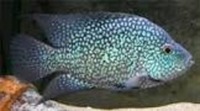 Washington aquatics new stock list