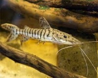 Washington aquatics new stock list