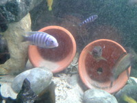 Young cichlids available mbuna madagascan west african