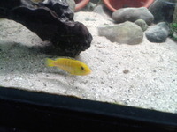 Young cichlids available mbuna madagascan west african
