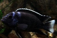 Young cichlids available mbuna madagascan west african