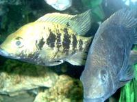 Young cichlids available mbuna madagascan west african