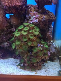 Marine tank closure